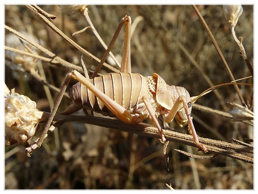 Ortotteri dal Gargano